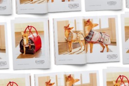 Several magazines advertising of dogs using accessories like purses and clothes. Photography, Branding & Identity.