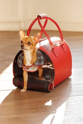 Cyriano Dogwear Outfit photoshoot. A standing dog in a red purse in an interior room with wooden floor. Art Direction, Photography, Branding & Identity.