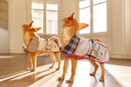 Cyriano Dogwear Outfit photoshoot. Two standing chihuahua dogs wearing classic grey dresses with plaid interior print in an interior room with wooden floor. Art Direction, Photography, Branding & Identity. 