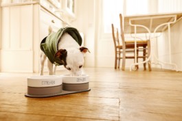 Cyriano Dogwear Outfit photoshoot. A standing dog wearing green clothes is eating from a porcelain and leather bowl in a wooden kitchen. Art Direction, Photography, Branding & Identity.