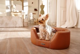 Cyriano Dogwear Outfit photoshoot. A dog sitting on a cushion beige leather bed on a couch. Wooden bedroom with natural light. Art Direction, Photography, Branding & Identity.